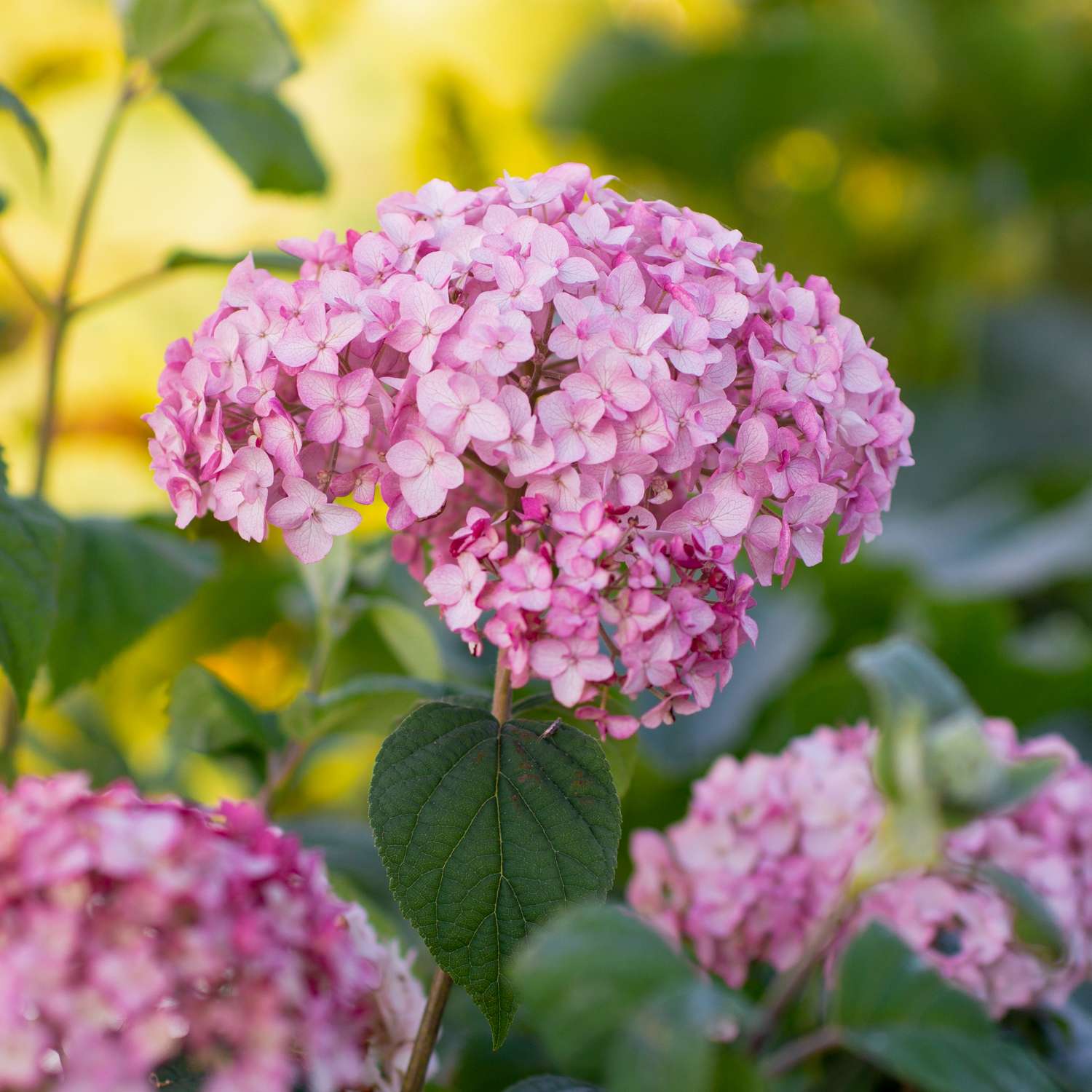 Pallohortensia 'Candybelle Bubblegum'